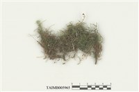 藏品(護蒴蘚科)的圖片